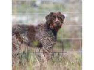 Wirehaired Pointing Griffon Puppy for sale in Doyle, CA, USA