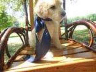 Goldendoodle Puppy for sale in Anderson, SC, USA
