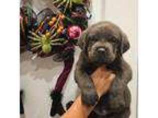 Cane Corso Puppy for sale in Saint Augustine, FL, USA