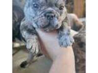 French Bulldog Puppy for sale in Beech Creek, PA, USA