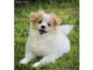 Maltipom Puppy for sale in Springfield, MO, USA