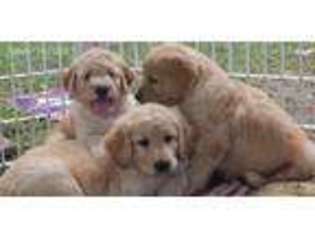 Goldendoodle Puppy for sale in Hedrick, IA, USA