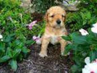 Australian Labradoodle Puppy for sale in MAUMEE, OH, USA