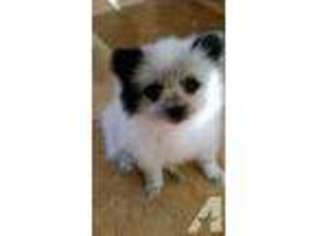 Pomeranian Puppy for sale in CLACKAMAS, OR, USA