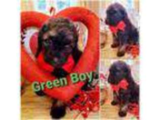 Saint Berdoodle Puppy for sale in Powder Springs, GA, USA
