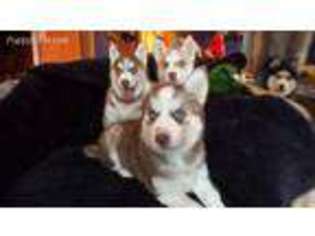 Siberian Husky Puppy for sale in Mountain Top, PA, USA