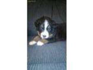 Bernese Mountain Dog Puppy for sale in Falmouth, MI, USA