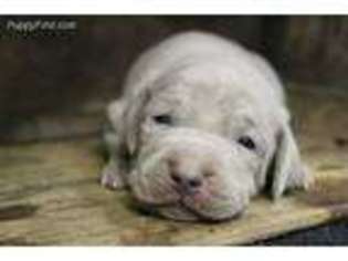 Weimaraner Puppy for sale in Talking Rock, GA, USA