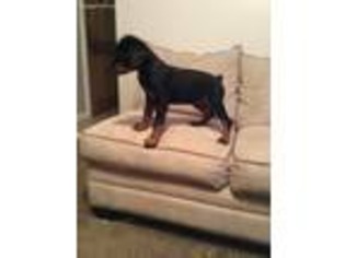 Rottweiler Puppy for sale in Fall River, MA, USA