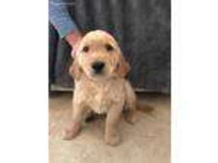 Golden Retriever Puppy for sale in Huron, OH, USA