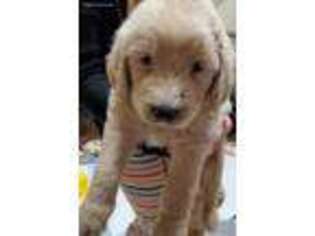 Mutt Puppy for sale in East Longmeadow, MA, USA