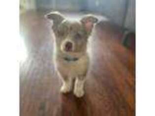 Miniature Australian Shepherd Puppy for sale in Fresno, TX, USA