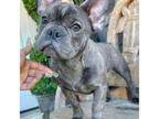 French Bulldog Puppy for sale in Colonial Heights, VA, USA