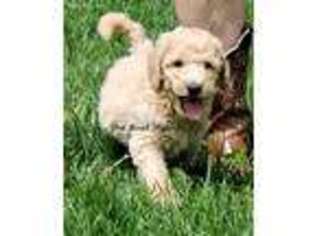 Goldendoodle Puppy for sale in Dixon, IL, USA