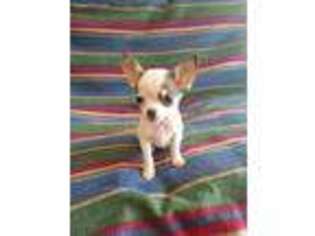 Chihuahua Puppy for sale in Claxton, GA, USA