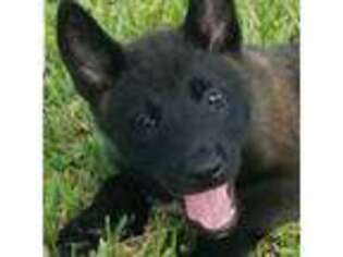 Belgian Malinois Puppy for sale in Homestead, FL, USA