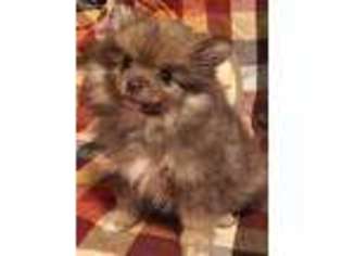 Pomeranian Puppy for sale in Corsica, SD, USA