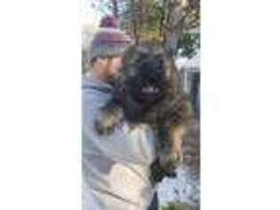 Mutt Puppy for sale in Milaca, MN, USA