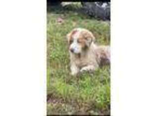 Australian Shepherd Puppy for sale in Ruther Glen, VA, USA