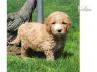 Goldendoodle Puppy for sale in Harrisburg, PA, USA