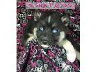Siberian Husky Puppy for sale in Middleburgh, NY, USA