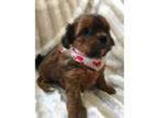 Shih-Poo Puppy for sale in Hamlet, NC, USA