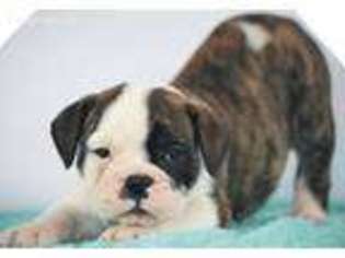 Bulldog Puppy for sale in Monmouth, IL, USA