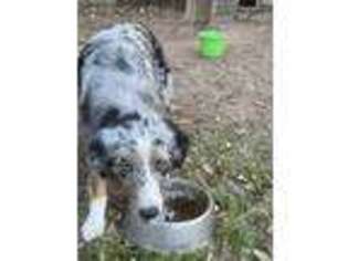 Australian Shepherd Puppy for sale in Eastland, TX, USA