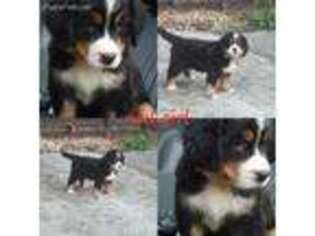 Bernese Mountain Dog Puppy for sale in Lecanto, FL, USA