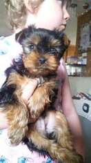Yorkshire Terrier Puppy for sale in Coldwater, MI, USA
