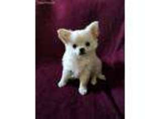 Chihuahua Puppy for sale in Rancho Cucamonga, CA, USA
