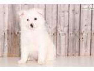 American Eskimo Dog Puppy for sale in Columbus, OH, USA