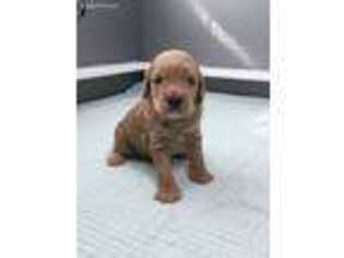 Labradoodle Puppy for sale in Oxnard, CA, USA