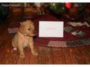 Labradoodle Puppy for sale in Crystal Lake, IL, USA
