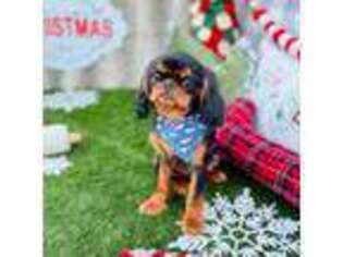 English Toy Spaniel Puppy for sale in Spring Branch, TX, USA