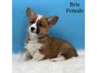 Pembroke Welsh Corgi Puppy for sale in Mullins, SC, USA