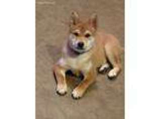 Shiba Inu Puppy for sale in Capron, IL, USA