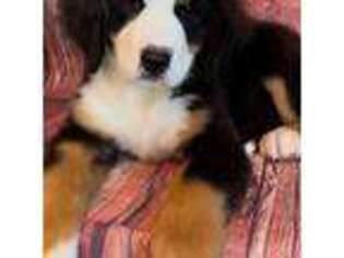 Bernese Mountain Dog Puppy for sale in Cookeville, TN, USA