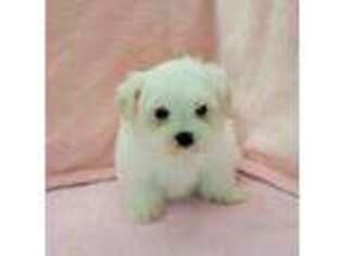 Maltese Puppy for sale in Guthrie, KY, USA