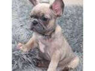 French Bulldog Puppy for sale in Summersville, WV, USA
