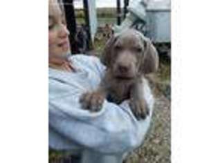 Weimaraner Puppy for sale in Longford, KS, USA