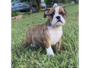 Olde English Bulldogge Puppy for sale in Seguin, TX, USA