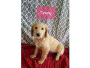 Goldendoodle Puppy for sale in Miami, OK, USA