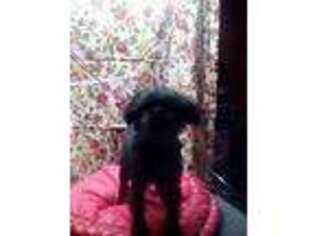Affenpinscher Puppy for sale in Medina, NY, USA