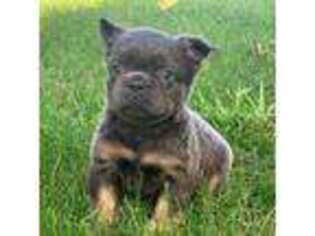 French Bulldog Puppy for sale in Canton, OH, USA