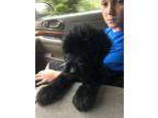 Labradoodle Puppy for sale in Palm Beach, FL, USA