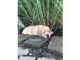 Labrador Retriever Puppy for sale in Pittsboro, IN, USA
