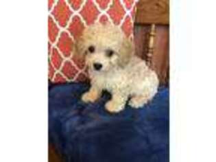 Cavapoo Puppy for sale in Seneca, KS, USA