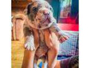 French Bulldog Puppy for sale in Crescent City, CA, USA