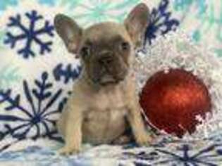 French Bulldog Puppy for sale in Cochranville, PA, USA